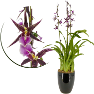 Bratonia Purple King (3 in 1)