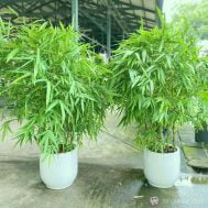 Buddha Belly Bamboo in Ceramic Pot