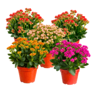 Kalanchoe 玉紫千红 15CM pot