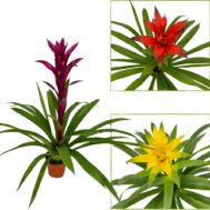 Guzmania