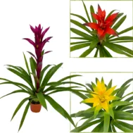 Guzmania