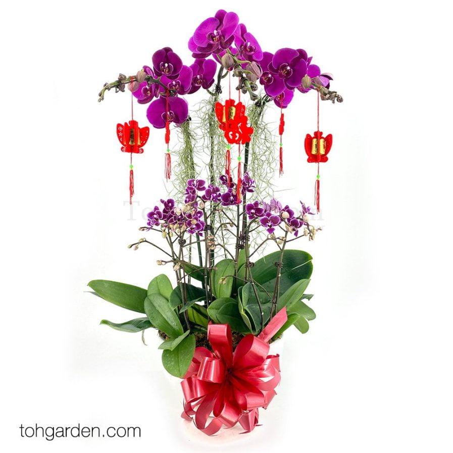 CNY Phalaenopsis Special Purple