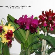 Cattleya Hybrids Large Flowers (Seasonal)