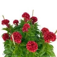 Celosia cristata Red Cockcomb "鸡公花"