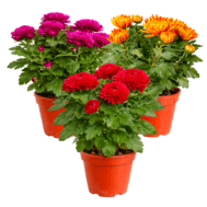 Chrysanthemum Plants