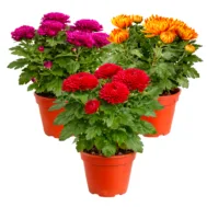 Chrysanthemum Plants