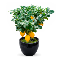 Citrus limon (0.60m)