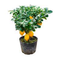 Citrus limon (0.60m)