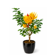 Citrus medica (0.60m)