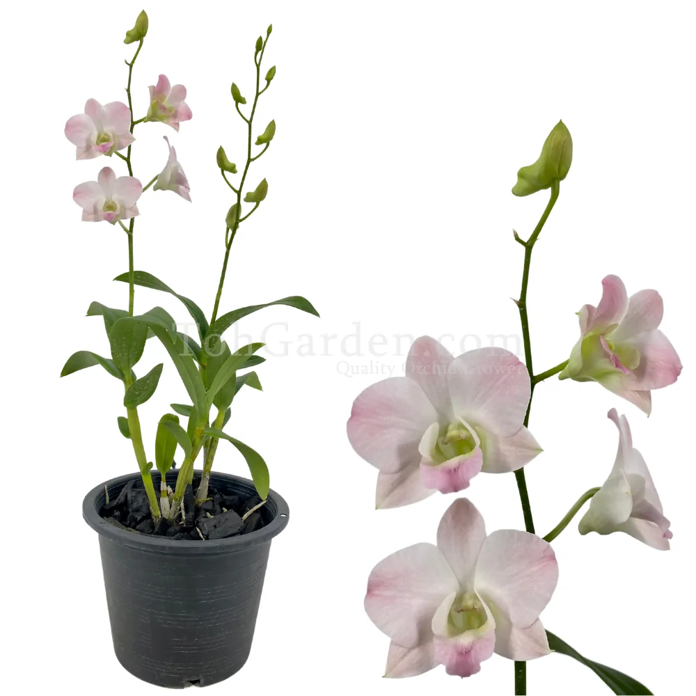 Dendrobium Airey Peach (2010)
