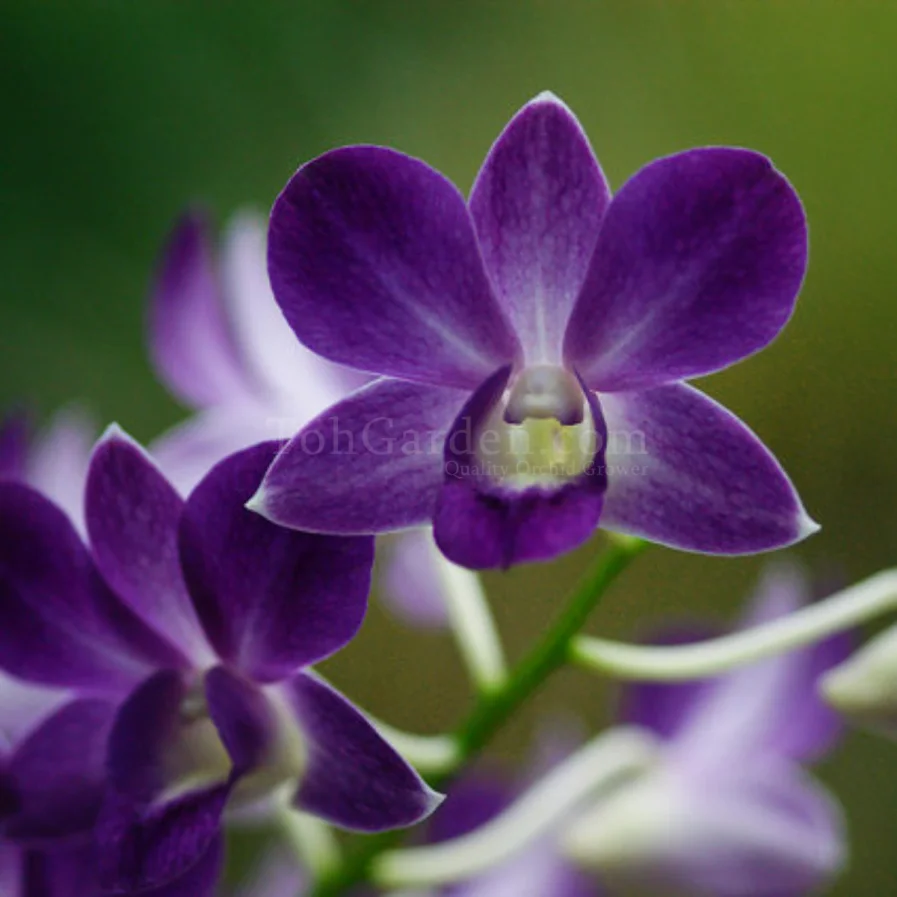 Dendrobium Blue Violetta x Dendrobium Burana Dark Blue