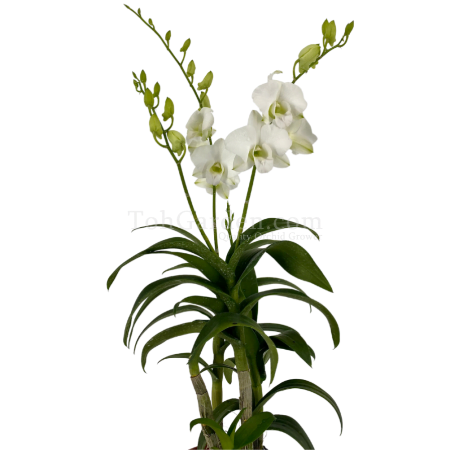 Dendrobium Burana White (1999)