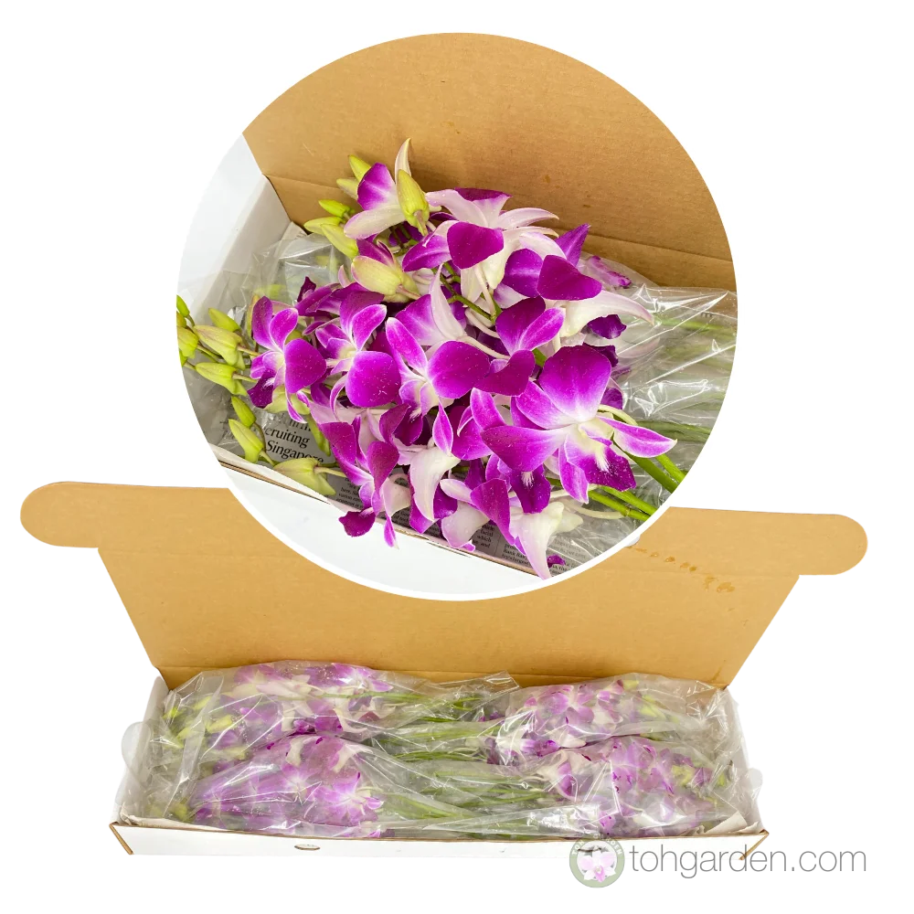 Dendrobium Giftbox (20-40 stalks)