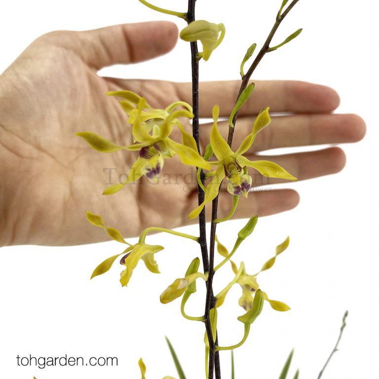 Dendrobium Gold Mine - Toh Garden : Singapore Orchid Plant & Flower Grower