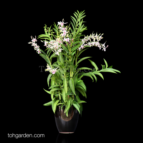 5-in-1 Dendrobium Lorraine Mortimer - Toh Garden : Singapore Orchid
