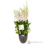 Dendrobium Lucian Pink (6 in 1)