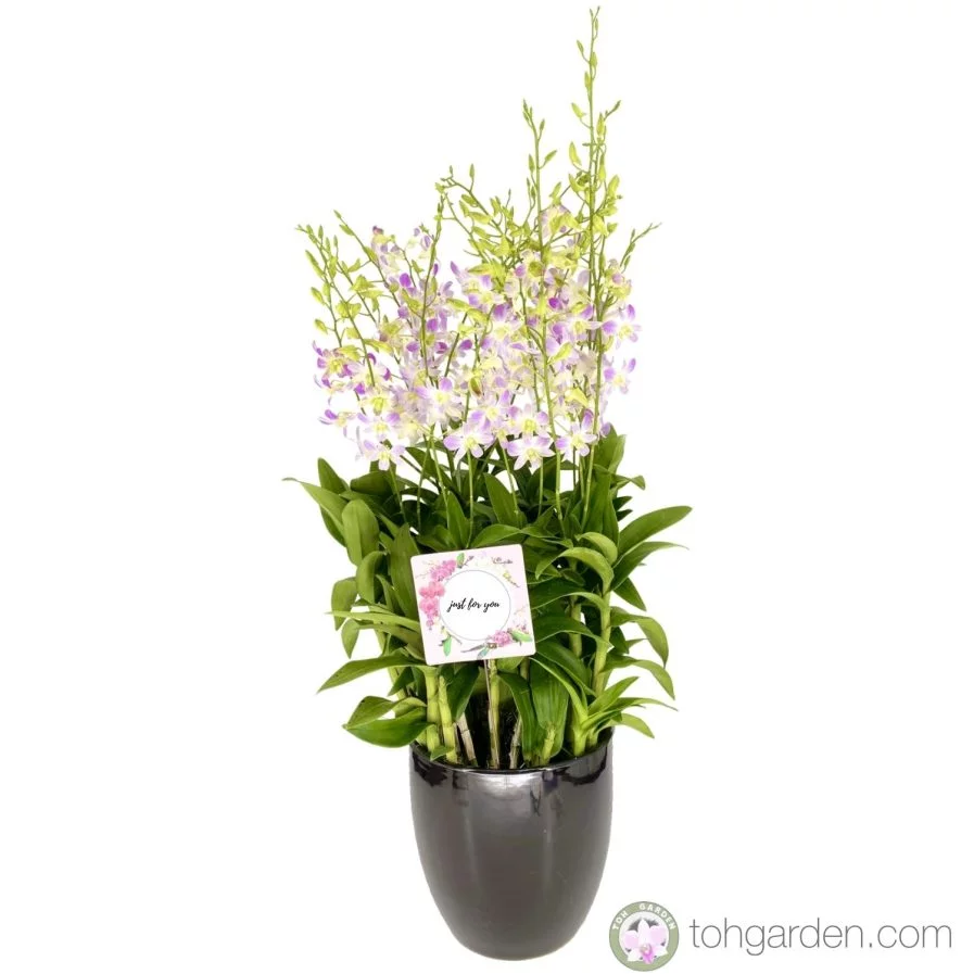 Dendrobium Lucian Pink 6 in 1