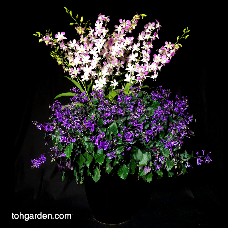 5-in-1 Dendrobium Lucian Pink with Ajuga