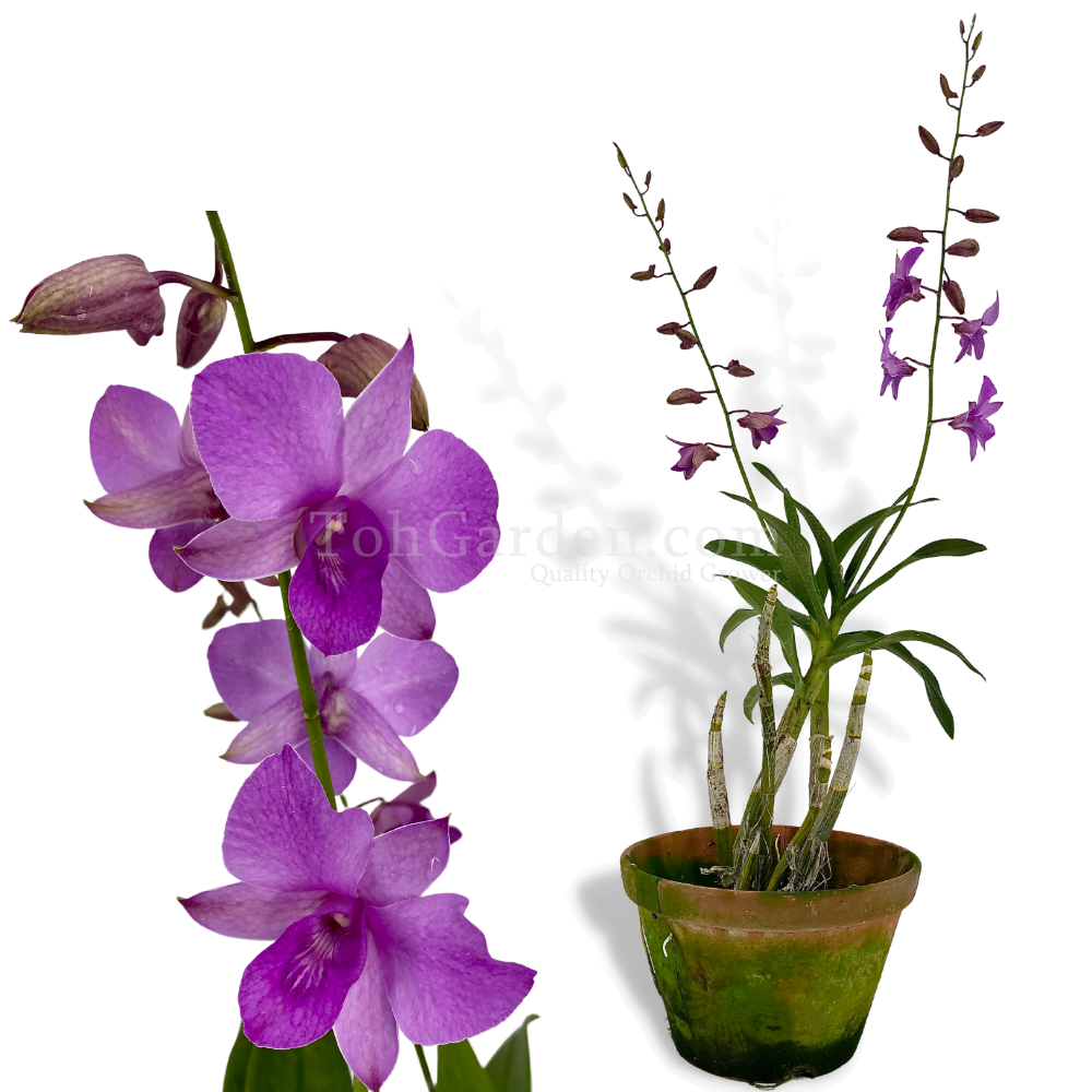 Dendrobium Phalaenopsis Hybrid 