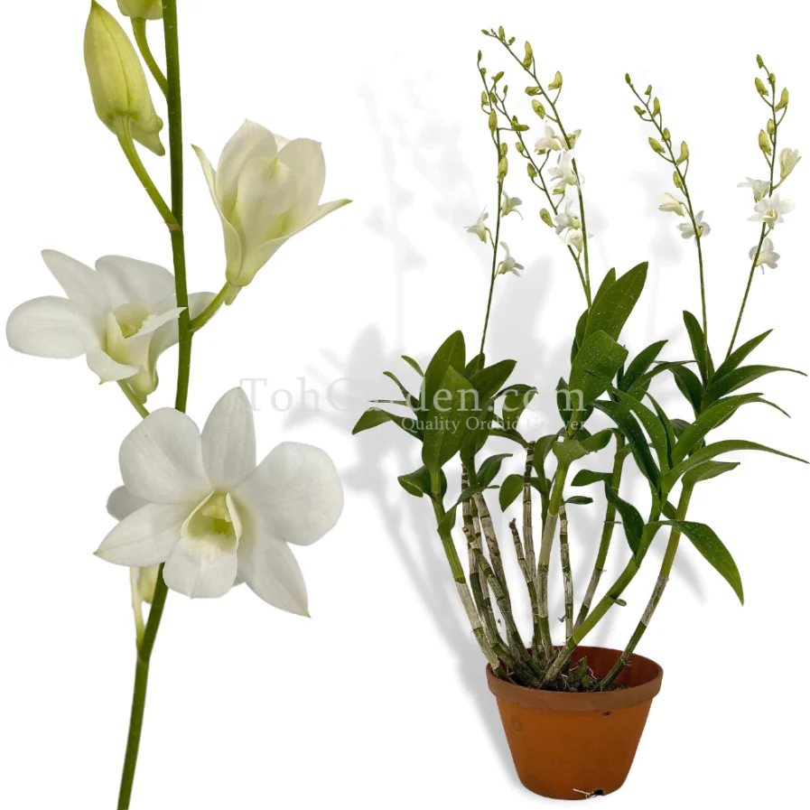 Dendrobium Snow White (1949)