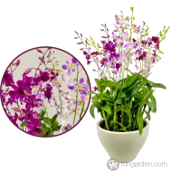 Dendrobium Tay Swee Keng & Dendrobium Lucian Pink 6 in 1