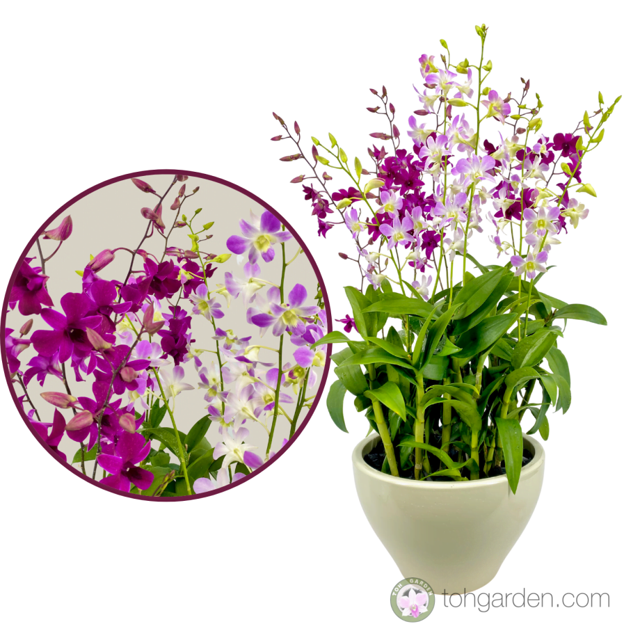 Dendrobium Tay Swee Keng & Dendrobium Lucian Pink (6 in 1)