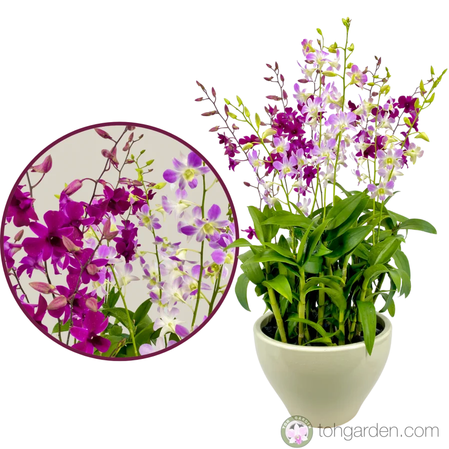 Dendrobium Tay Swee Keng & Dendrobium Lucian Pink 6 in 1