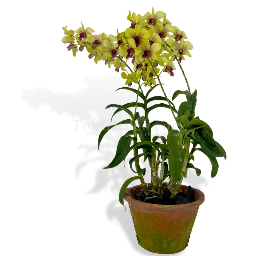 Dendrobium Thongchai Gold hybrid