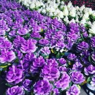 Cabbage Flower (Brassica oleracea)