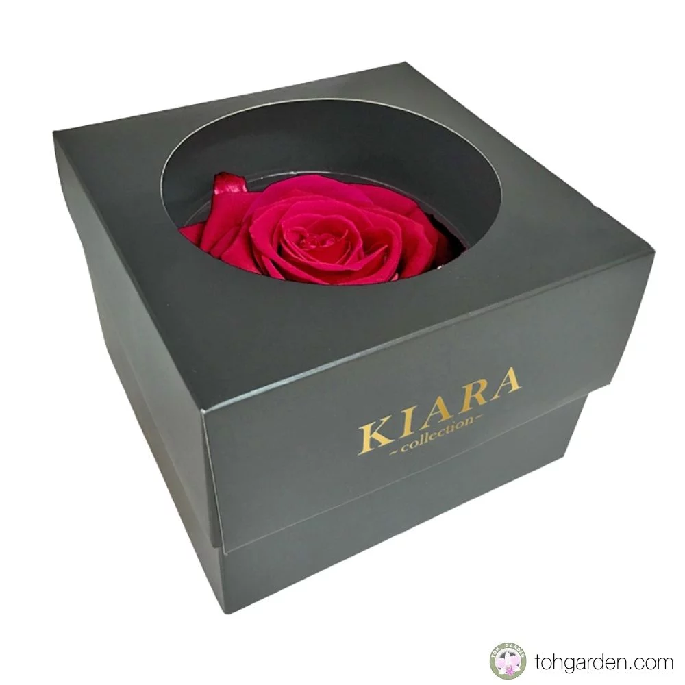 Ecuadorian Preserved Rose (7 colours)