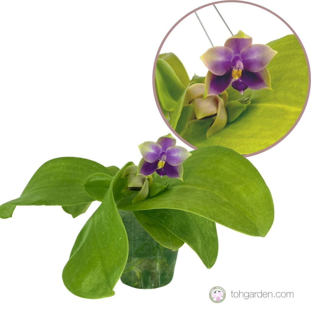 Fragrant Phalaenopsis - Toh Garden : Singapore Orchid Plant & Flower Grower