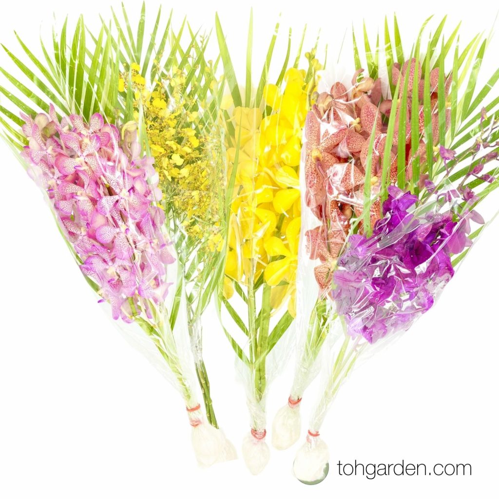 Fresh Cut Orchids Toh Garden Singapore Orchid Plant & Flower Grower