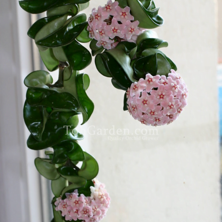 Hoya Hindu Indian Rope Plant / Hoya Compacta Toh Garden Singapore Orchid Plant & Flower Grower