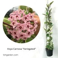 Hoya carnosa varigated