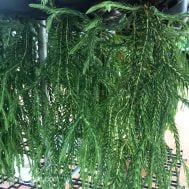 Huperzia (Lycopodium) Blueklay