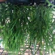 Huperzia (Lycopodium) carinata "Soyson"