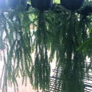 Huperzia (Lycopodium) goebelii "Green"