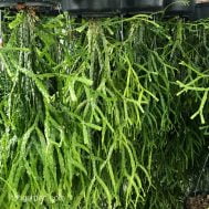 Huperzia (Lycopodium) nummulariifolia