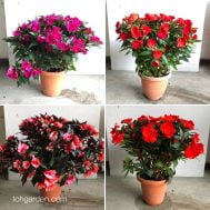 Impatiens walleriana