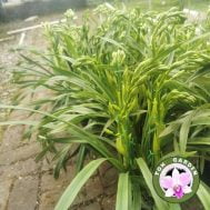 Cymbidiums Intermediate