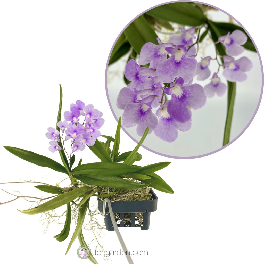 Ionopsis utricularioides Pinkish Toh Garden Singapore Orchid Plant