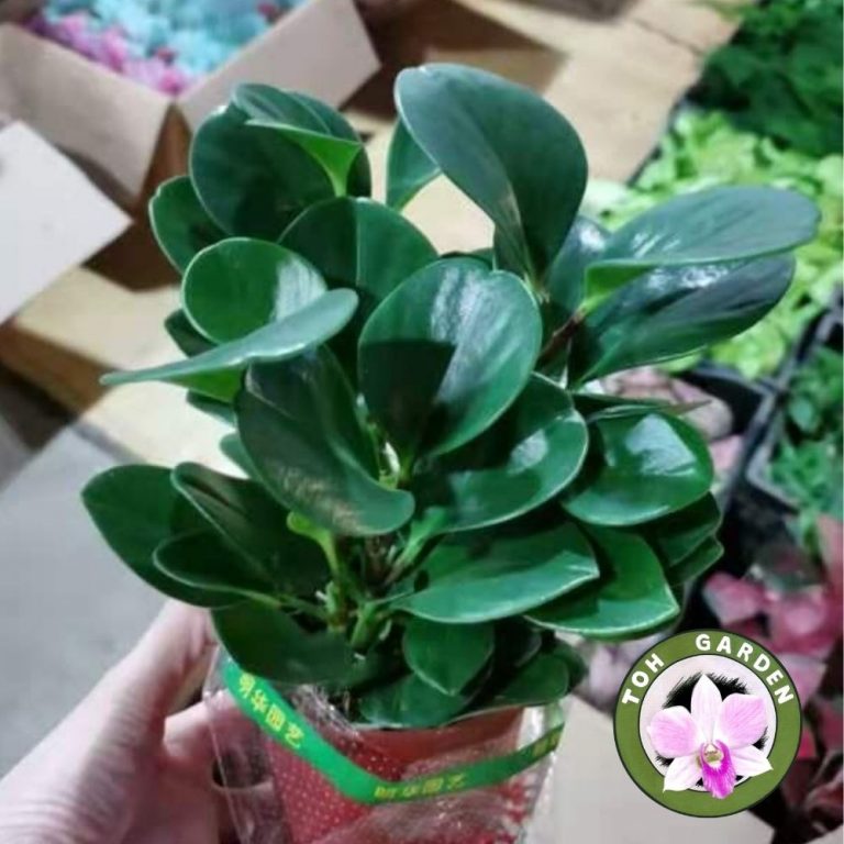 Jade Plant Toh Garden Singapore Orchid Plant & Flower Grower