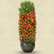 Mandarin Orange (Zusha) (朱砂桔) - 1.80m+