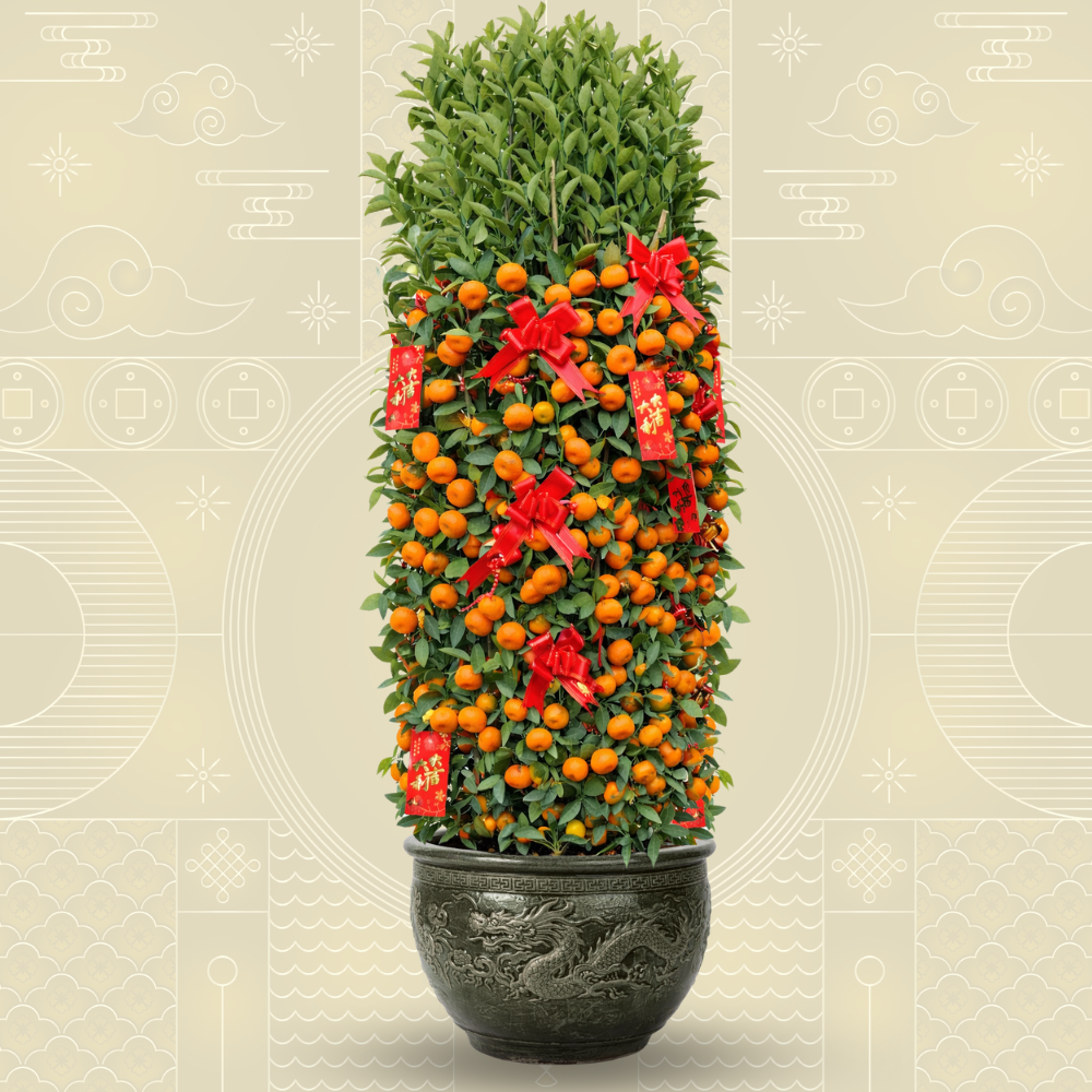 Mandarin Orange (Zusha) (朱砂桔) - 1.80m+ Mandarin Orange (Zusha) (朱砂桔) - 1.80m+