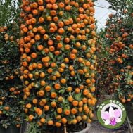 Mandarin Orange (Zusha) (朱砂桔) - 1.80m+