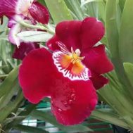 Miltoniopsis hybrids