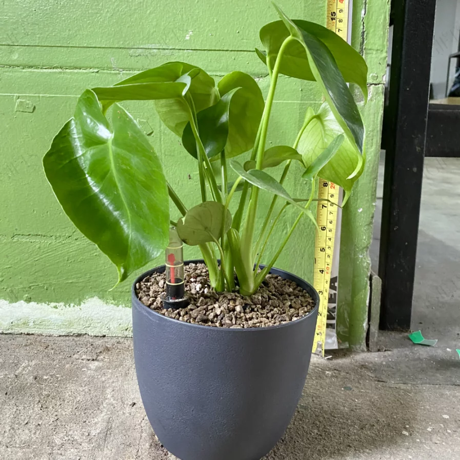Monstera deliciosa with Self-Watering Pot