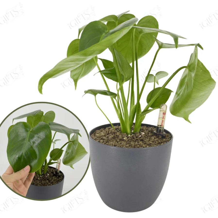 Monstera deliciosa with SelfWatering Pot Toh Garden Singapore
