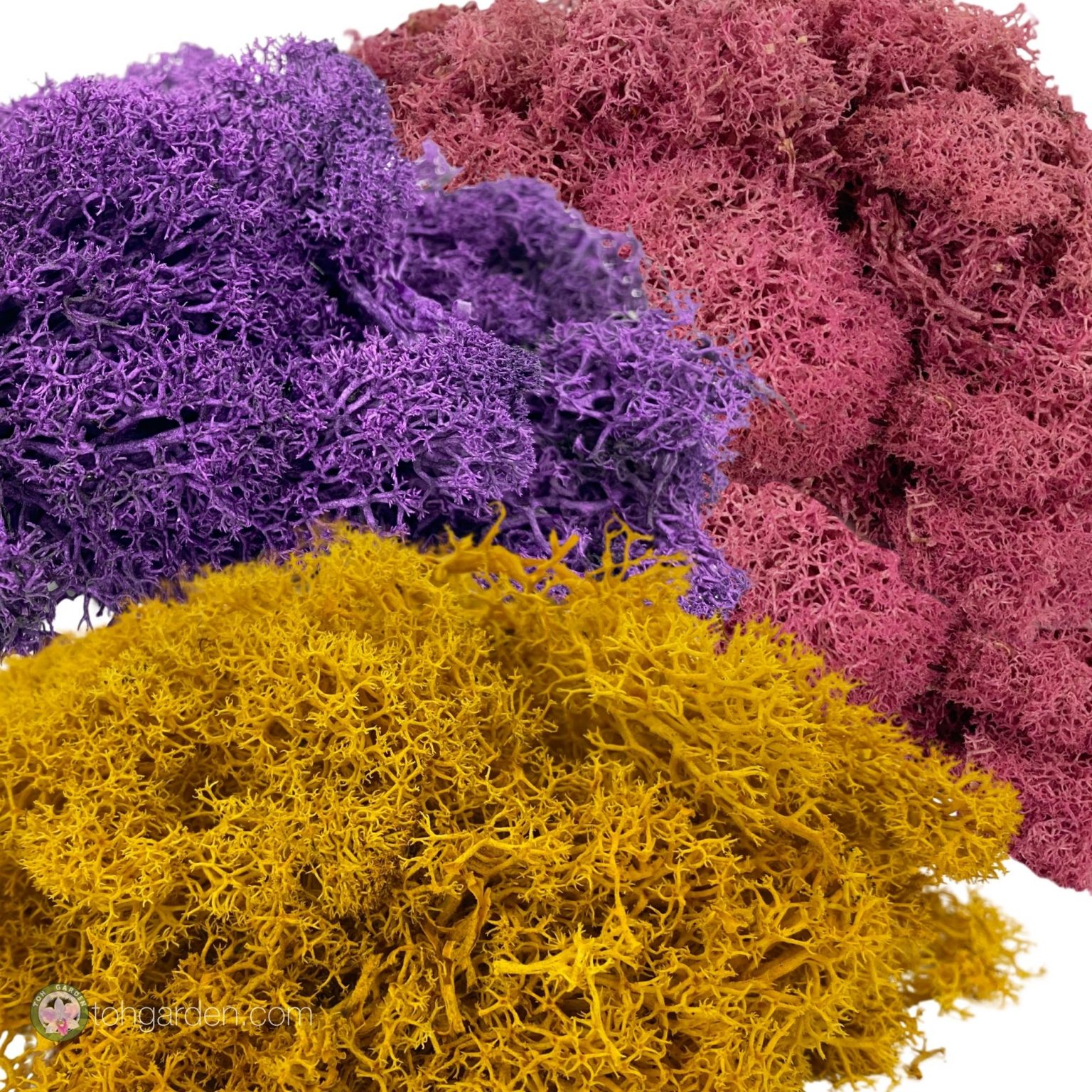 Reindeer Moss 100g Toh Garden Singapore Orchid Plant & Flower Grower
