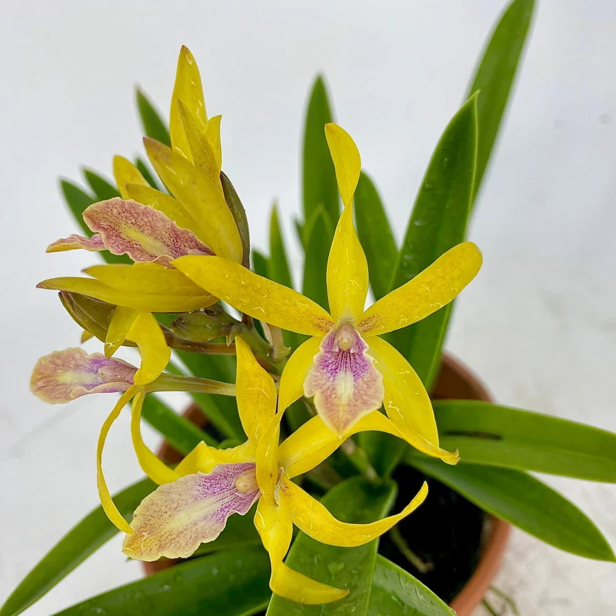Myrmecatavola New Hybrid